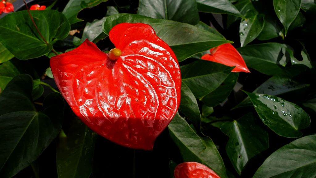 Anthurium Solara