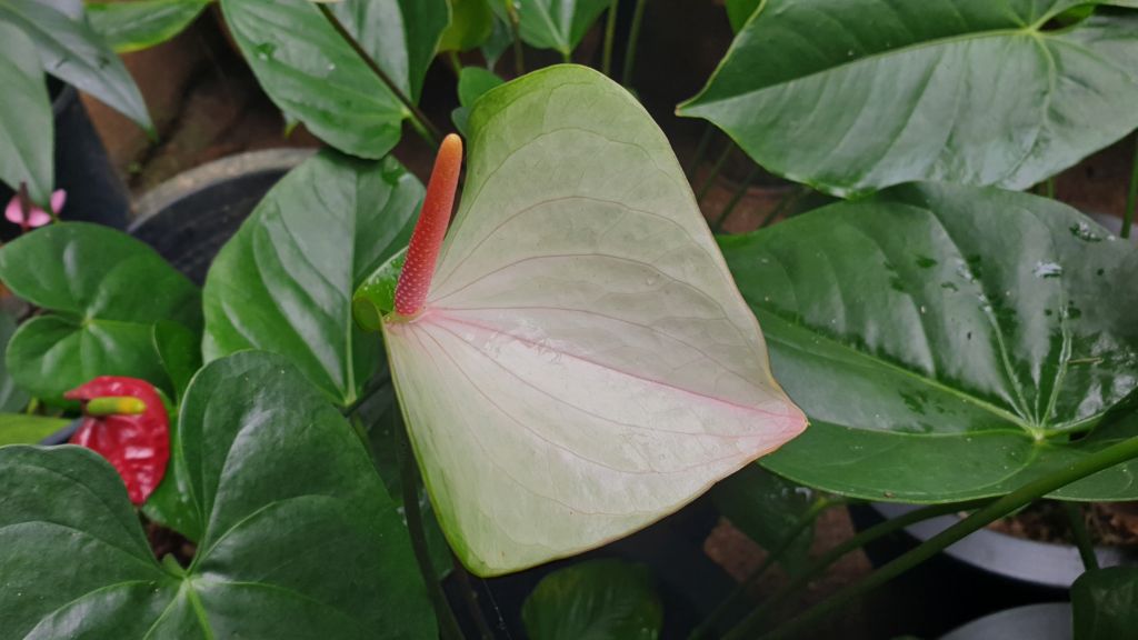 Anthurium Summer Love