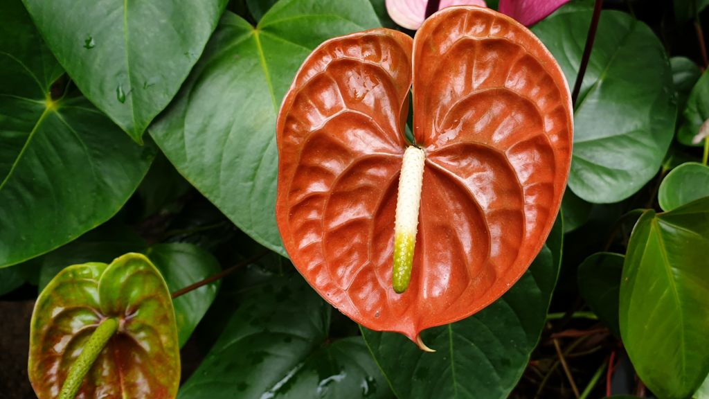 Anthurium Terrasol